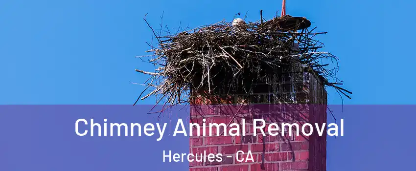 Chimney Animal Removal Hercules - CA