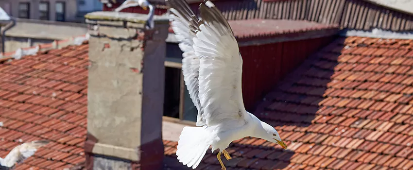 Residential Chimney Animal Removal Solution in Hercules, CA