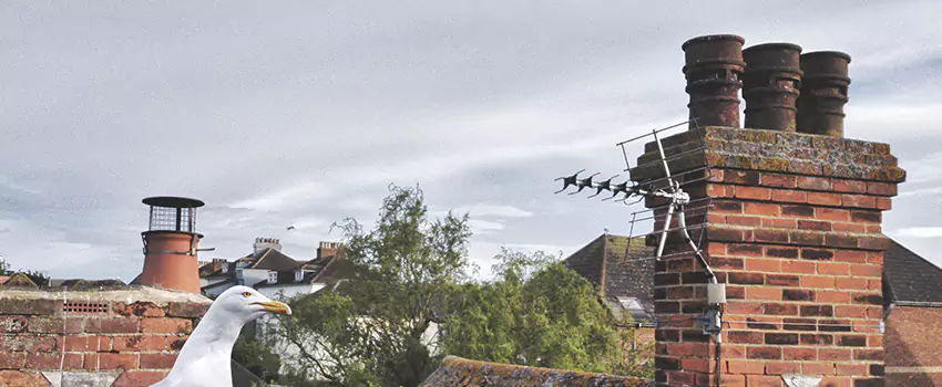 Chimney Cleaning And Restoration in Hercules, California